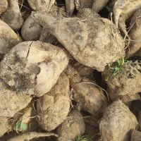 چغندر|خوردنی و آشامیدنی|قره قوین, |دیوار