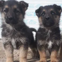 سگ ژرمن واگذارنگهبان ابهر