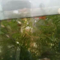 ماهی گوپی|ماهی|شیراز, منطقه هوایی شهید دوران|دیوار