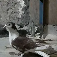 کفترسرخ کاکولی دوم دارنربه شرط