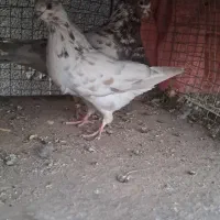 کبوتر نر و ماده|پرنده|سمنان, |دیوار