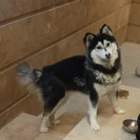 هاسکی مالاموت اصیل