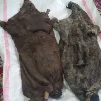 هیز های مختلف.