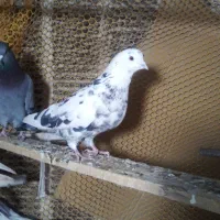 کفتر|پرنده|رباط‌کریم, شهرک صنعتی نصیرآباد|دیوار
