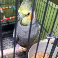 یک جفت عروس هلندی مولد|پرنده|تهران, افسریه جنوبی|دیوار