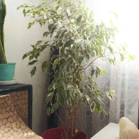 گل بنجامین|گل و گیاه طبیعی|اسلامشهر, مظفریه|دیوار