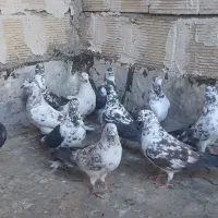کبوتر سیماش و کلدا سفید یجا|پرنده|قم, نیروگاه|دیوار