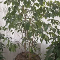گل طبیعی بنجامین