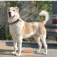 سگ آلابای ولکادو