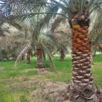 فروش و تحویل انواع درخت نخل خوزستان در استان گیلان