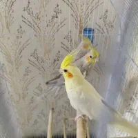 عروس هلندی