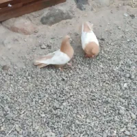 یک جفت سینه زرد.