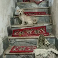 سگ خانگی حرف گوش کن|سگ|خسروشاه, |دیوار