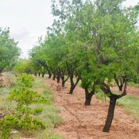 باغچ  1000متری|فروش زمین و ملک کلنگی|نجف‌آباد, منتظری جنوبی|دیوار