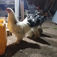 خروس برهما