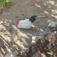 مرغ خروس کلین و پاکوتاه بوقلمون ماده