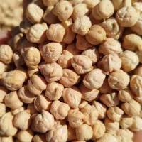 نخود پاییزه رقم منصور، بوجاری شده مناسب بذر
