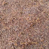 کشمش تازه زنجان ارگانیک درجه یک خوشمزه انگور