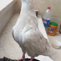 کفتر دستی|پرنده|اردکان, |دیوار