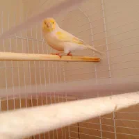 قناری نر موزائیکی کوتاه بلند خون  دم قرص (فوری)