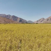 برنج سالم و نیم دانه علی کاظمی