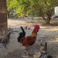 خروس محلی اذان گو