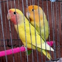 فروش یک جفت طوطی برزیلی مولد تضمینی