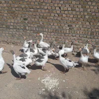 غاز|حیوانات مزرعه|خرم‌آباد, |دیوار