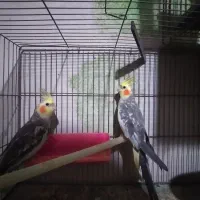 مرغ عشق وعروس