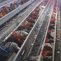 قفس منبری ۳ طبقه