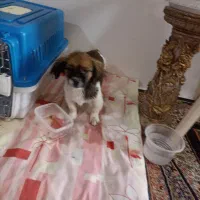 توله اشپیتز پامر|سگ|شیراز, ماه فیروزان|دیوار