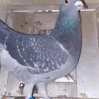 کبوتر اردن مسافتی|پرنده|محمدشهر, همایون ویلا|دیوار