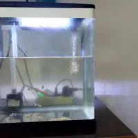اکواریوم شیشه خمیده دلسا