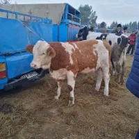 تعداد سیمنتال های درجه یک