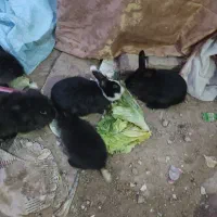 خرگوش پشمالو  لوپ اصل