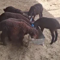 ۸راس بره نر قزل افشار