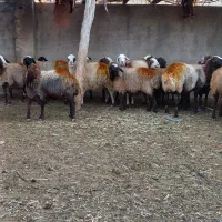 میش و بره و میش جوان آبستن|حیوانات مزرعه|نورآباد, |دیوار