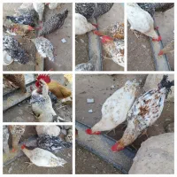 خروس جوان و درجه یک