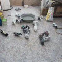 23عدد کبوتر|پرنده|ماهدشت, |دیوار