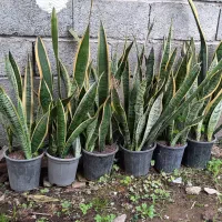 سانسوریا لبه طلایی