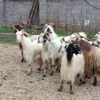 گوسفند زنده وبز آبستن وکشتاری درجه یک|حیوانات مزرعه|قائم‌شهر, |دیوار