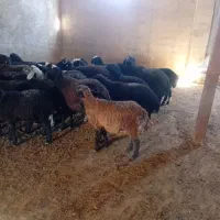 بره نرلاغر|حیوانات مزرعه|جوادآباد, |دیوار