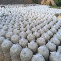 بهترین خوراک برای گوسفند
