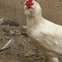 تعدادی خروس برهما بوقلمون نر سنگین وخروس گلین|حیوانات مزرعه|عجب شیر, |دیوار