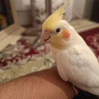 عروس هلندی مولد|پرنده|مهاباد (آذربایجان غربی), |دیوار