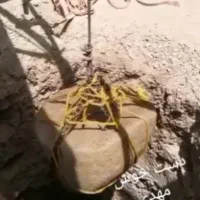 چاه کنی مهدی
