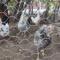 تخم مرغ گلین