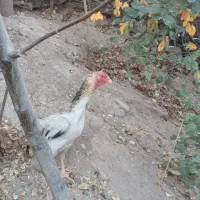 تخم مرغ اوشامو|خوردنی و آشامیدنی|مشگین شهر, |دیوار