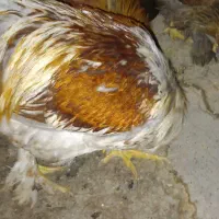 مرغ وخروس برهما وپاپر