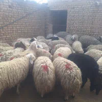 بره بره گوسفند مناسب عید شبانه روزی|عمده‌فروشی|شاهین‌شهر, فردوسی|دیوار
